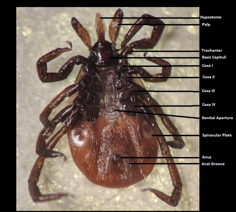 Blacklegged Tick Anatomy and Identification Tickipedia