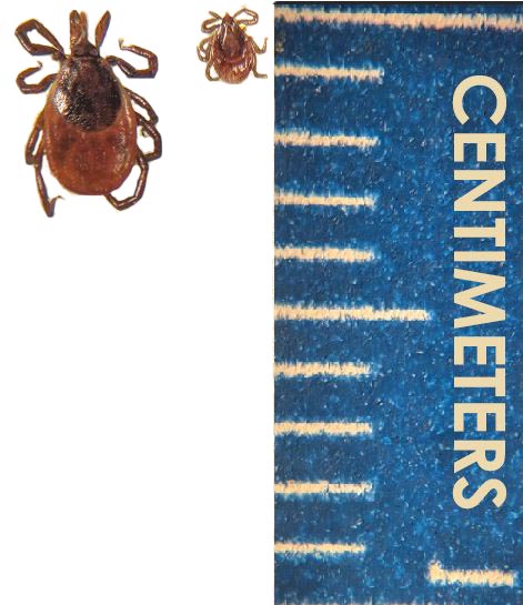 Blacklegged Tick Anatomy and Identification – Tickipedia